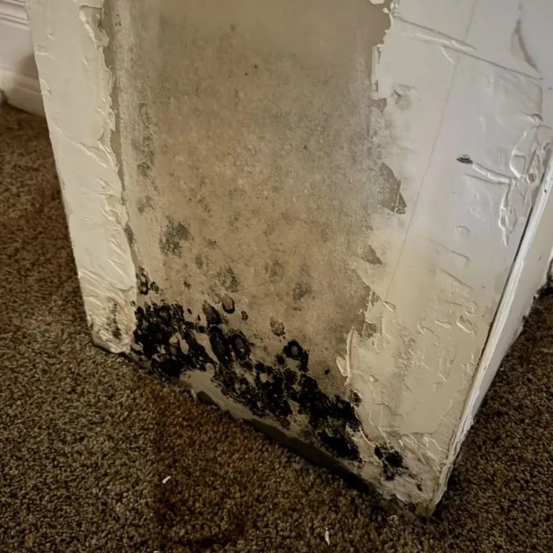 Professional Mold Removal in Grapevine, TX
